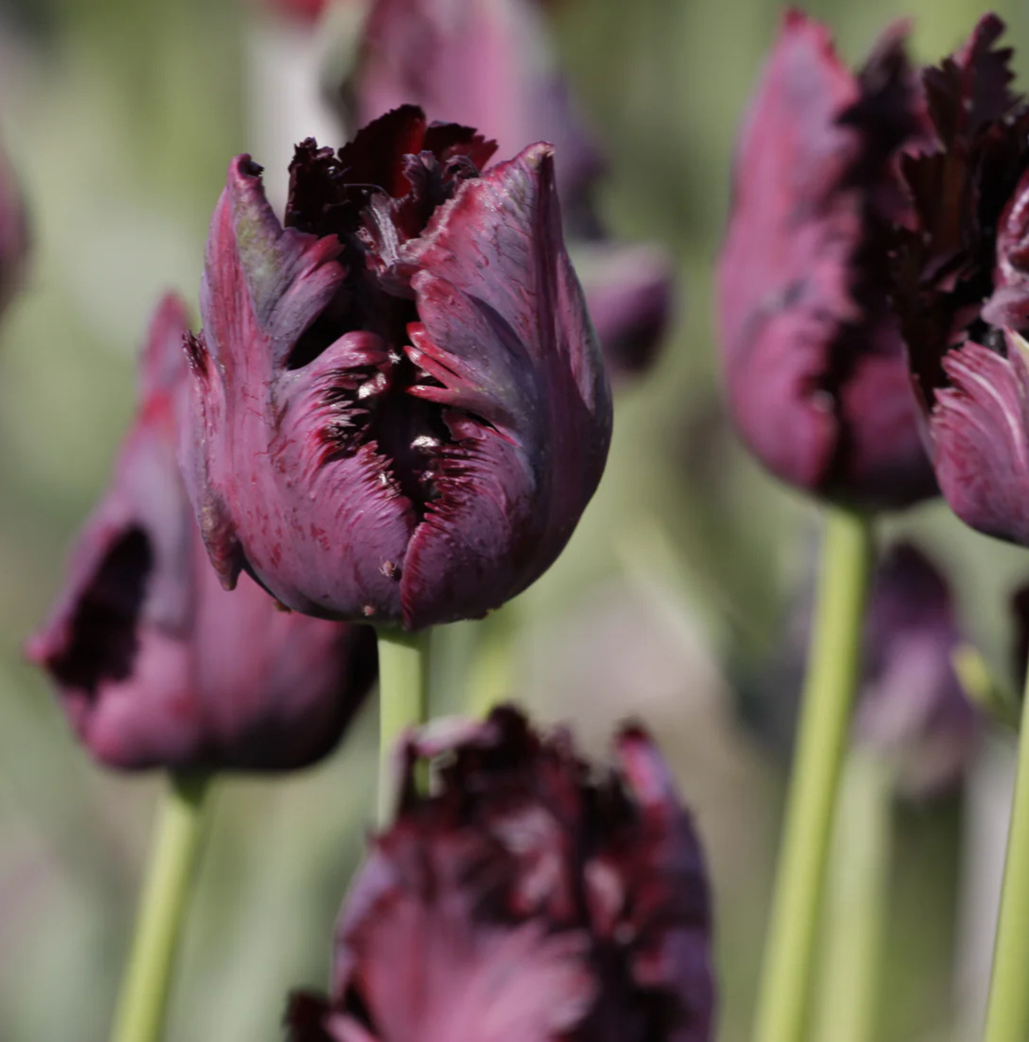 TULIPA PARROT BLACK PARROT (15 bulbs)