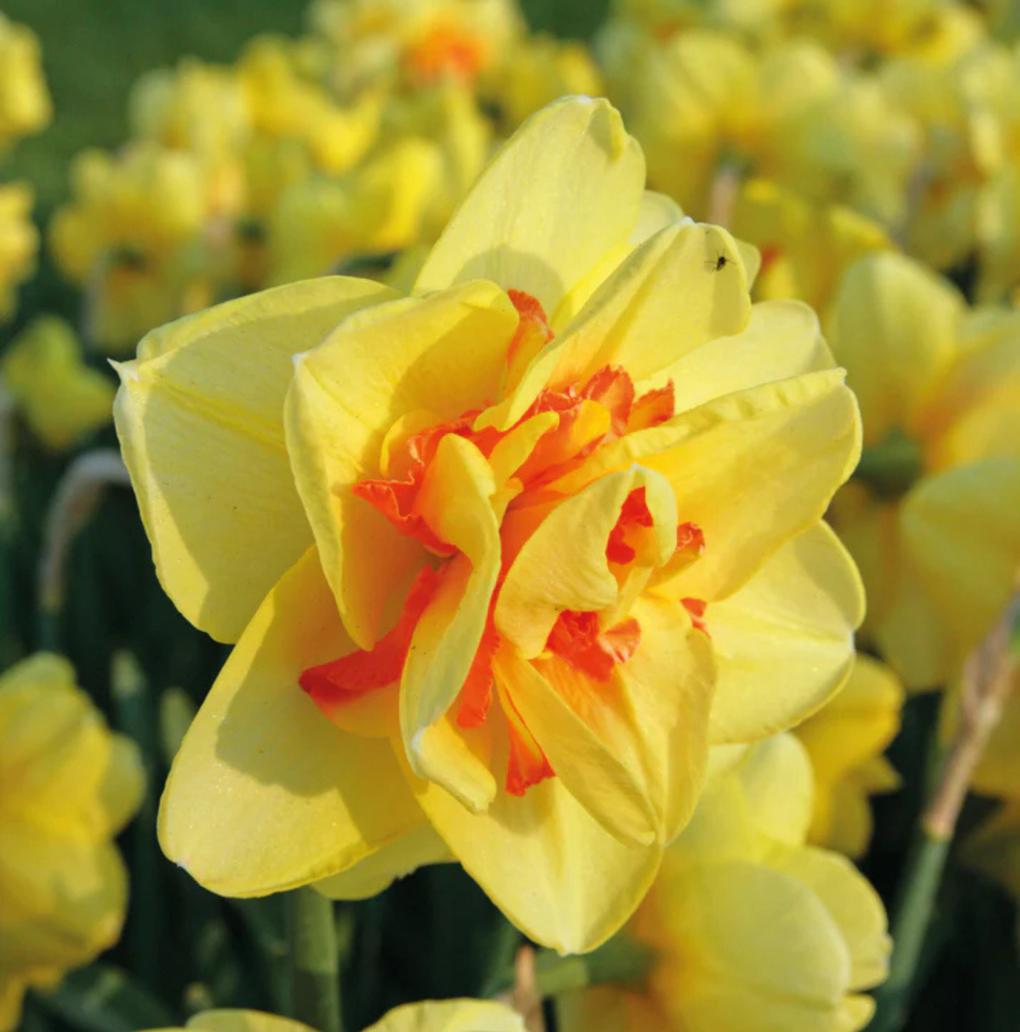 DAFFODILS DOUBLE TAHITI (15 bulbs)