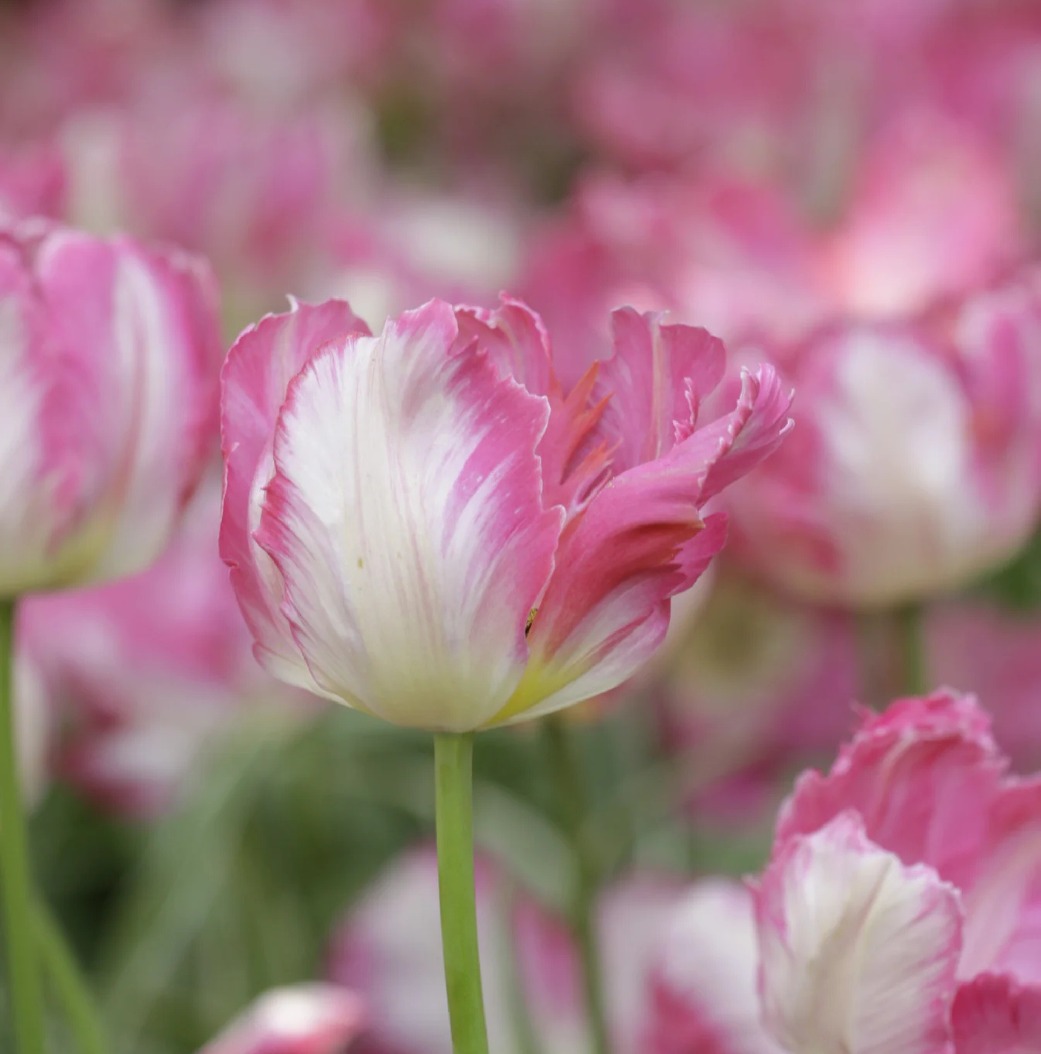 TULIPA PARROT SILVER PARROT (15 bulbs)