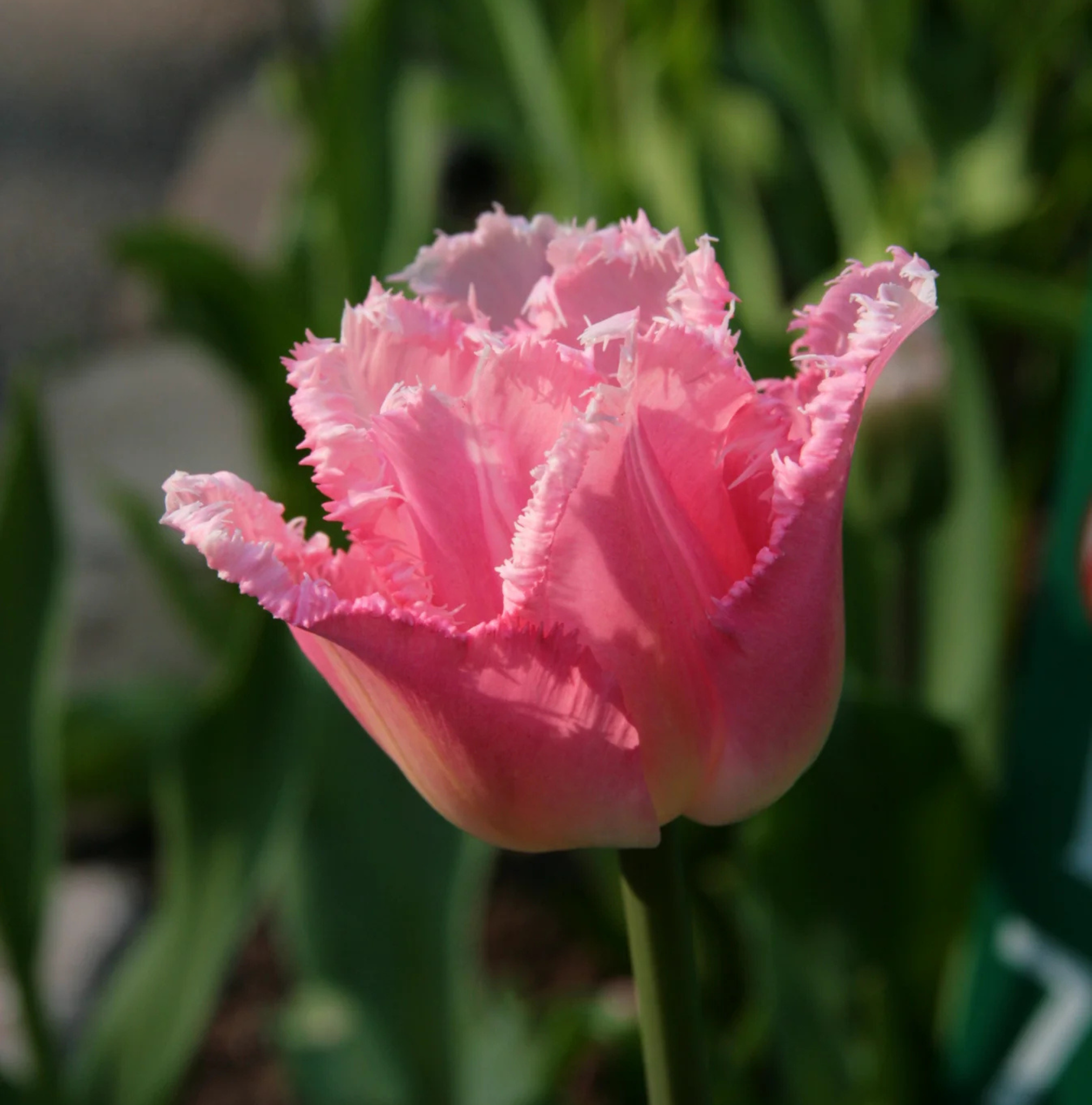 TULIPA FRINGED IZUMI (15 bulbs)