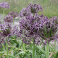 SPECIALTY BULB CHRISTOPHII (10 bulbs)