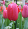 T.RENOWN (15 bulbs)
