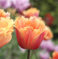 TULIPA FRINGED LAMBADA (15 bulbs)