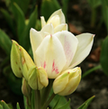 TULIPA SINGLE LATE CANDY CLUB (15 bulbs)