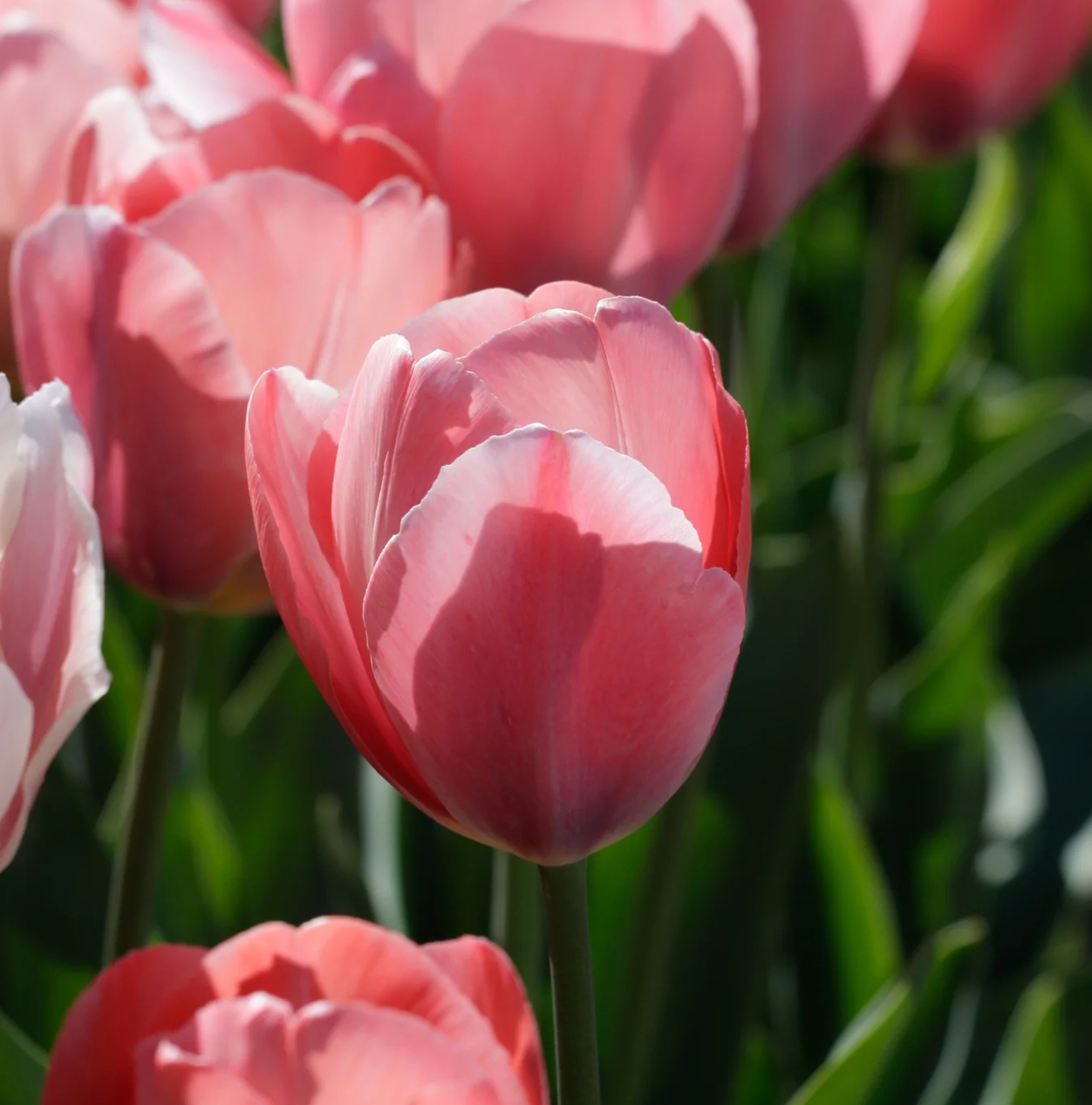 TULIPA DARWINHYBRID MYSTIC VAN EIJK (15 bulbs)