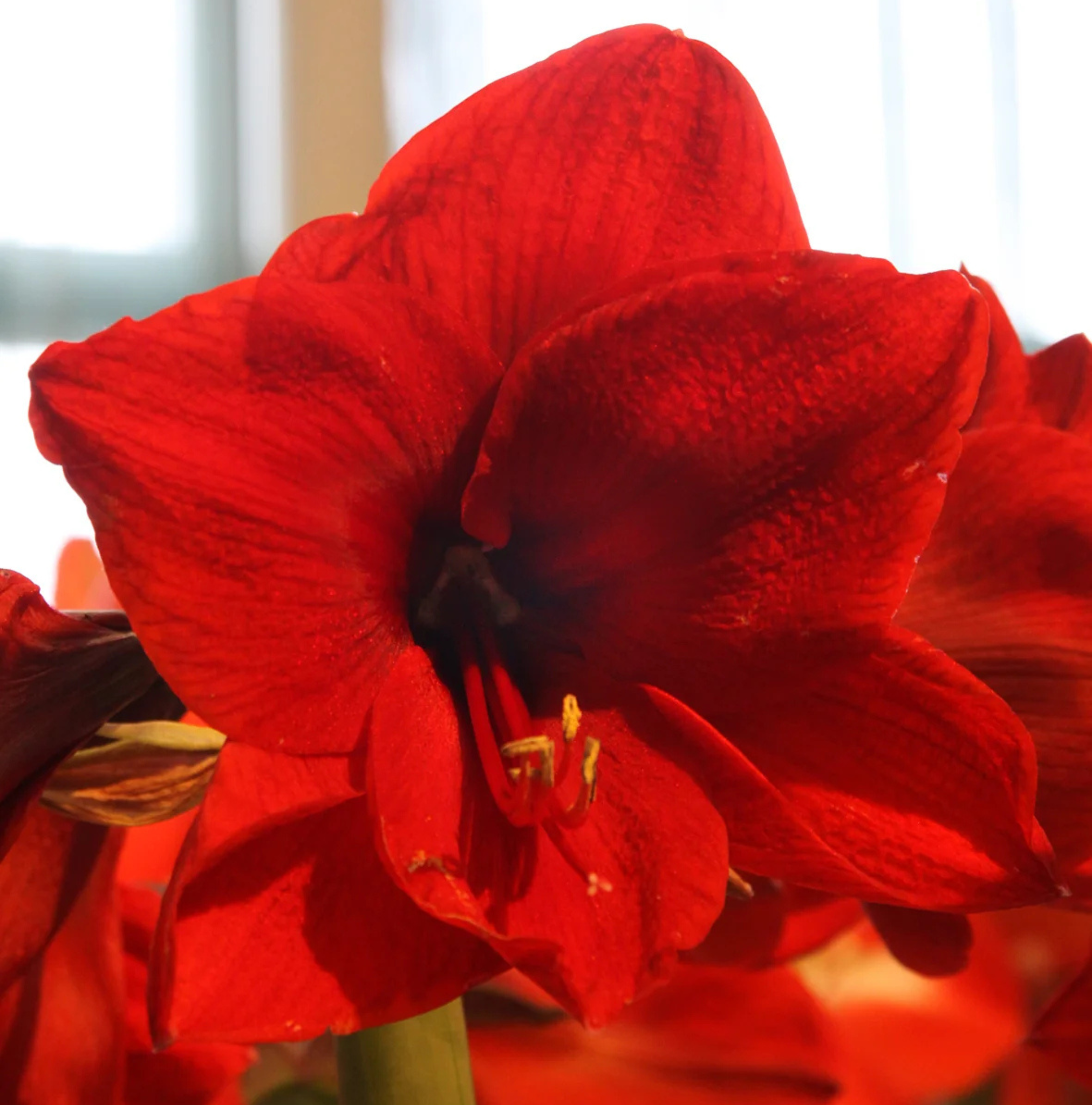 AMARYLLIS (Hippeastrum single) RED LION