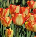 TULIPA DARWINHYBRID AMERICAN DREAM (15 bulbs)
