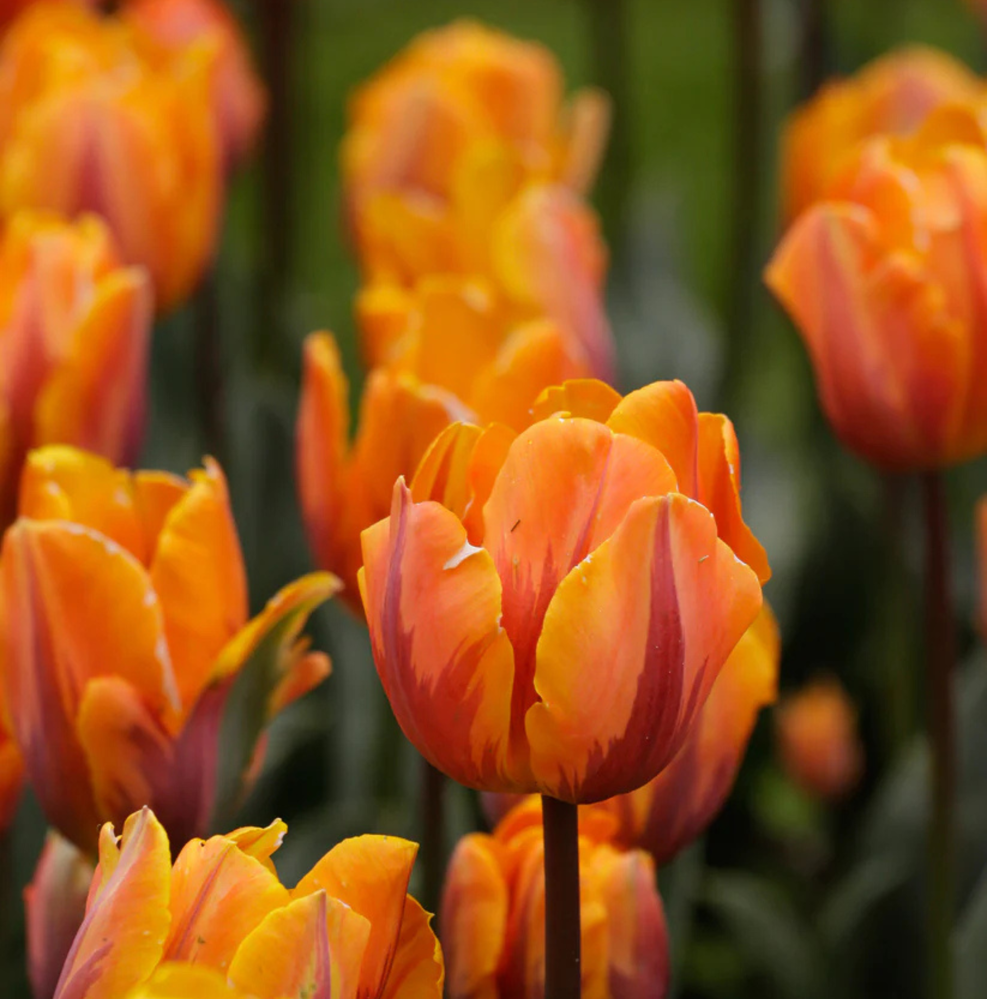 TULIPA TRIUMPH PRINSES IRENE(15 bulbs)