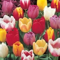 TULIPA TRIUMPH CUT FLOWER OR GARDEN MIXED (15 bulbs)