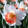 DAFFODILS LARGE-CUPPED PINK CHARM (15 Bulbs)