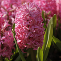 HYACINTHUS ORIENTALIS PINK PEARL (10 bulbs)