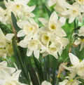 DAFFODILS STARLIGHT SENSATION (15 bulbs)