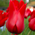 TULIPA LILYFLOWERING RED STREET ( 15 bulbs)