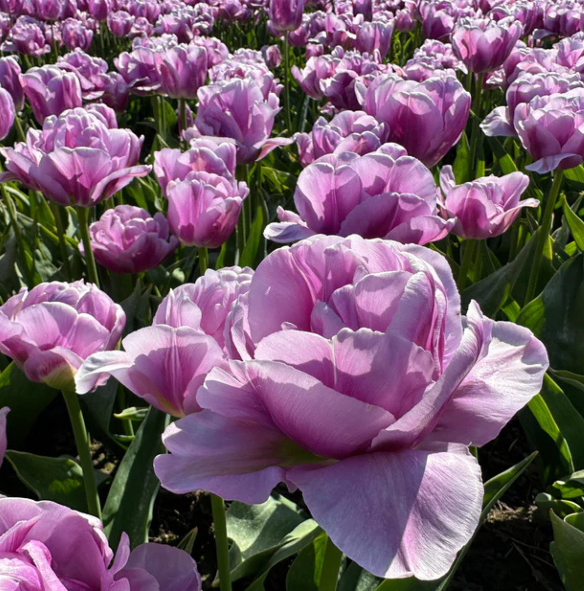 T.COTE D'AZURE (10 bulbs)
