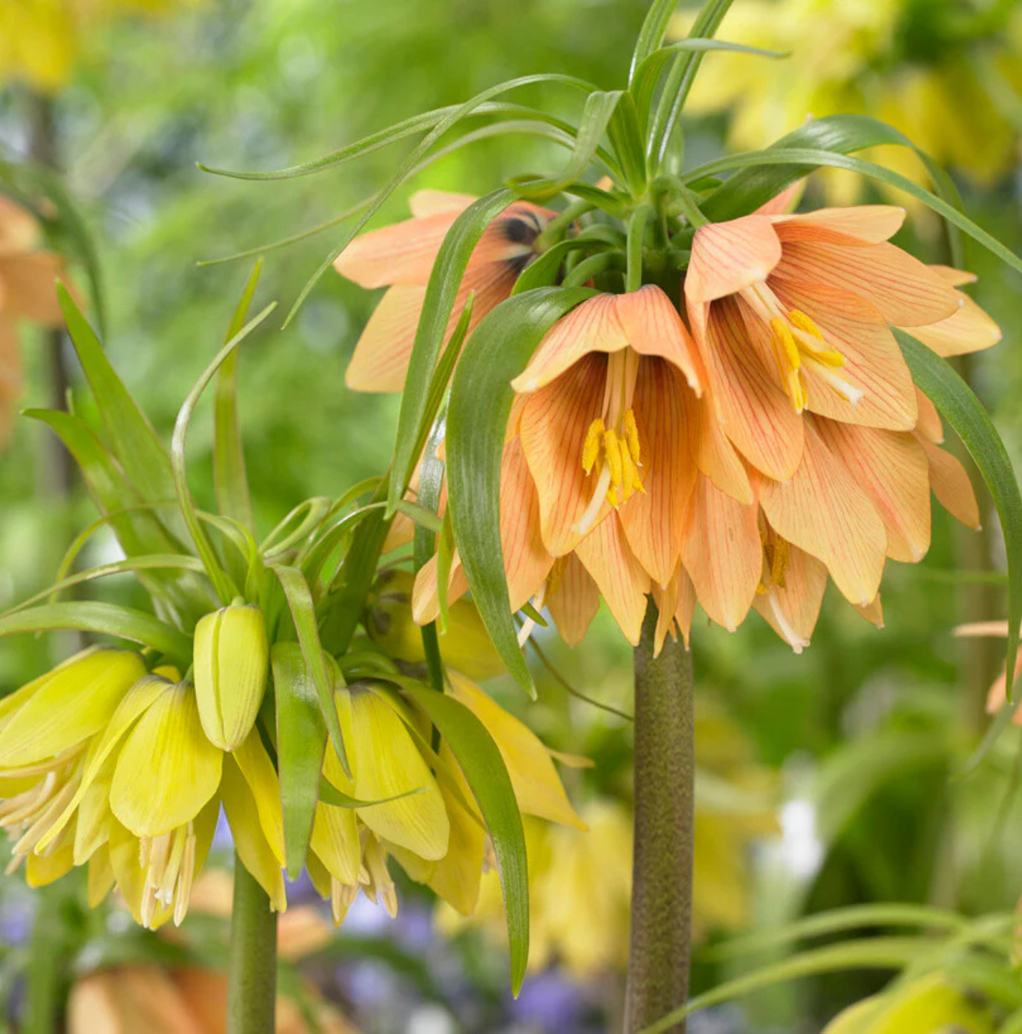 FRITILLARIA IMPERIALIS PARADISE BEAUTY