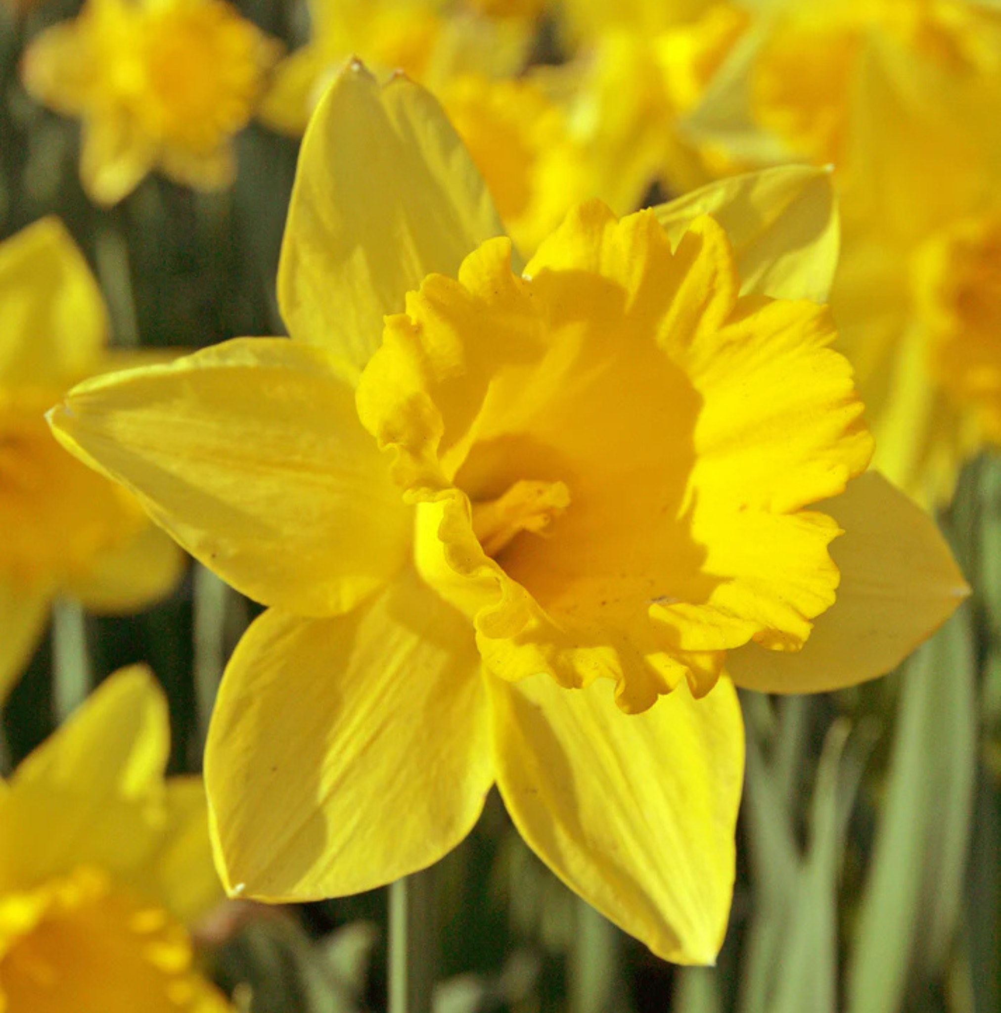 DAFFODILS LARGE-CUPPED CARLTON (15 bulbs)