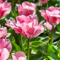TULIPA FOSTERIANA SWEET SIXTEEN (15 bulbs)