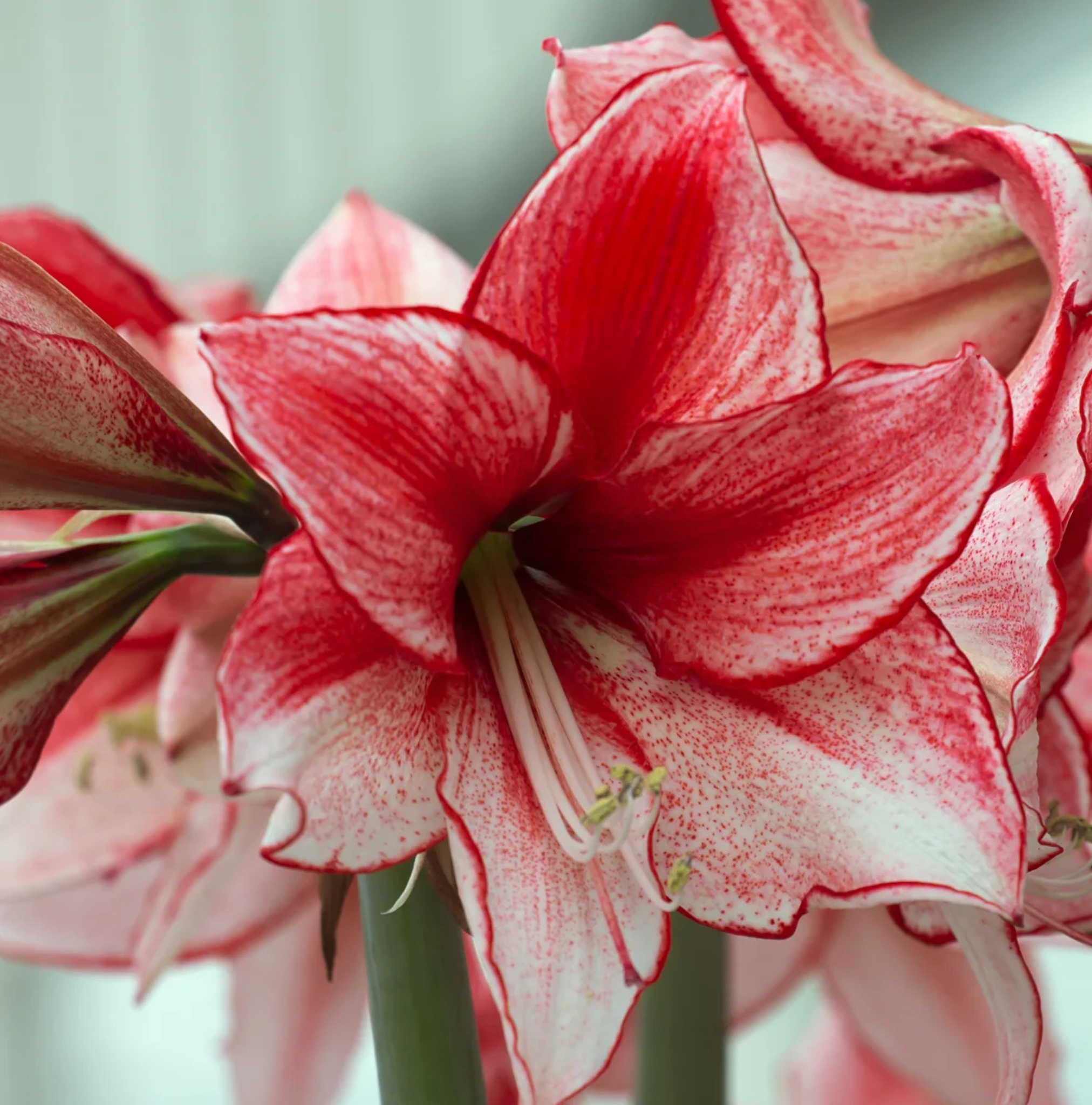 AMARYLLIS (Hippeastrum single) CHARISMA