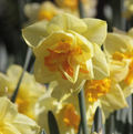 DAFFODILS SPLIT-CORONA ORANGERY (15 bulbs)
