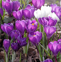 CROCUS VERNUS BLUE