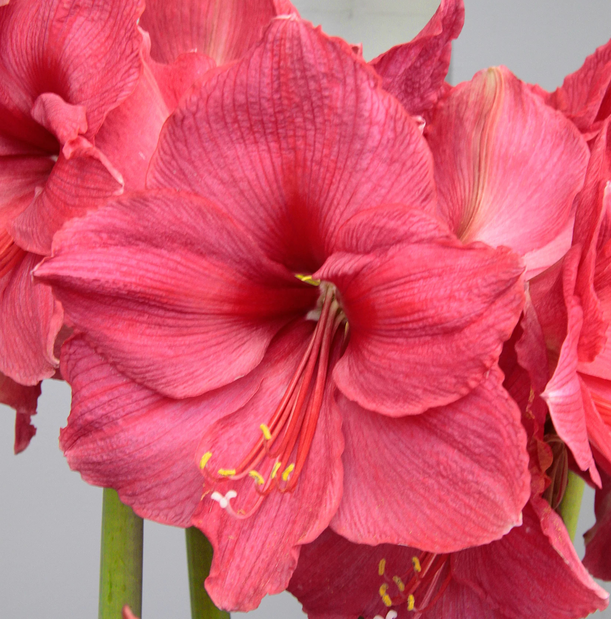 AMARYLLIS (Hippeastrum single) PINK SURPRISE