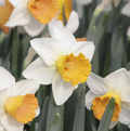 DAFFODILS LARGE-CUPPED (15 bulbs)