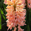 HYACINTHUS ORIENTALIS GIPSY QUEEN (10 bulbs)