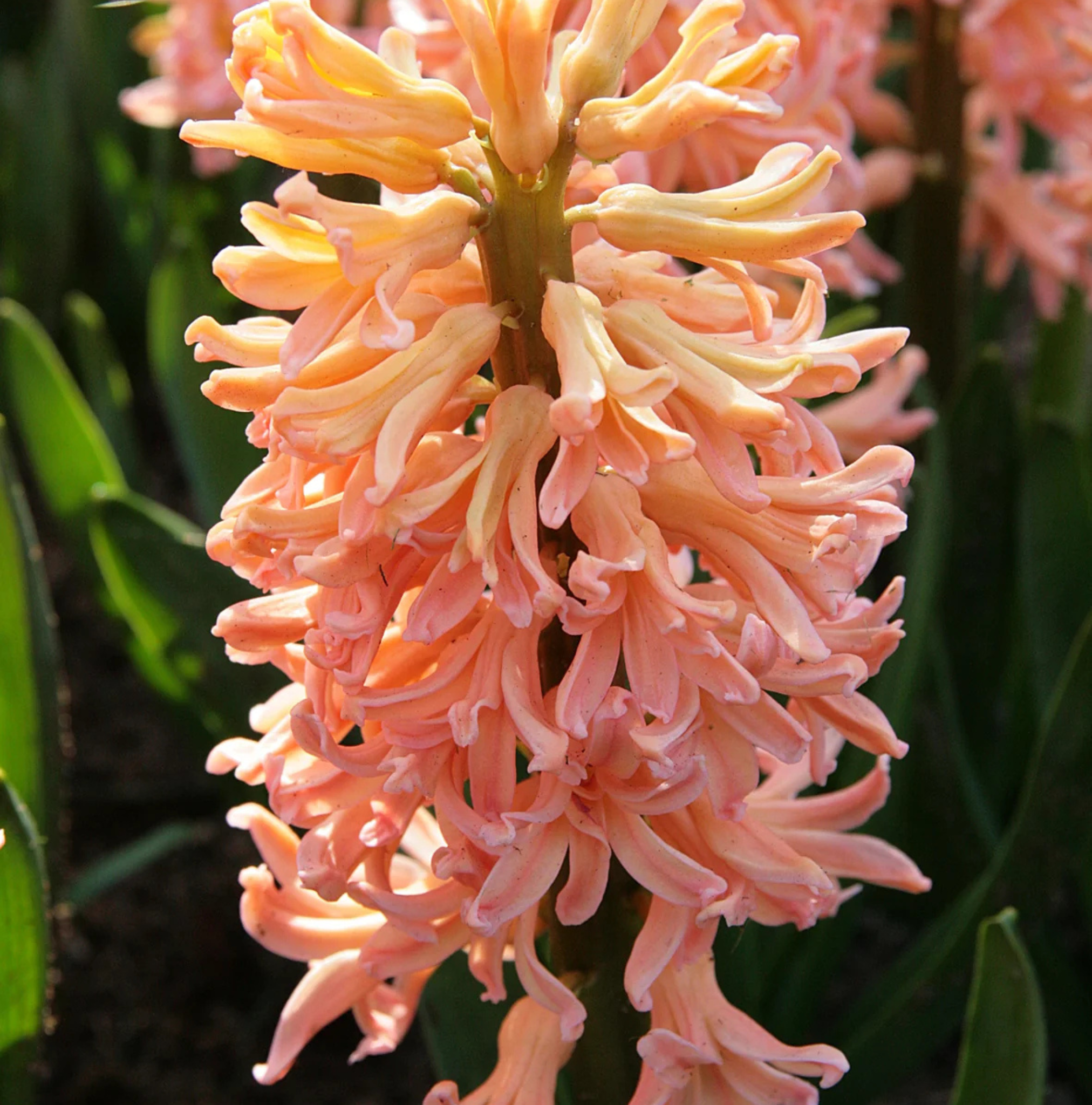 HYACINTHUS ORIENTALIS GIPSY QUEEN (10 bulbs)
