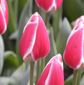TULIPA DARWINHYBRID CANDY APPLE DELIGHT (15 bulbs)