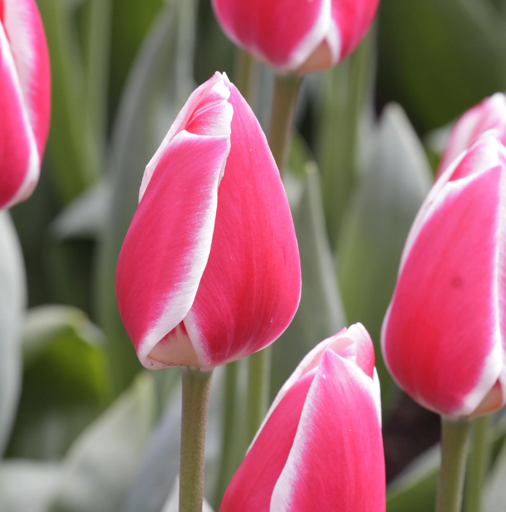 TULIPA DARWINHYBRID CANDY APPLE DELIGHT (15 bulbs)