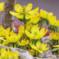 SPECIALTY BULB CILICICA (25 bulbs)