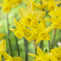 DAFFODILS TRIANDUS YELLOW OCEAN (15 bulbs)