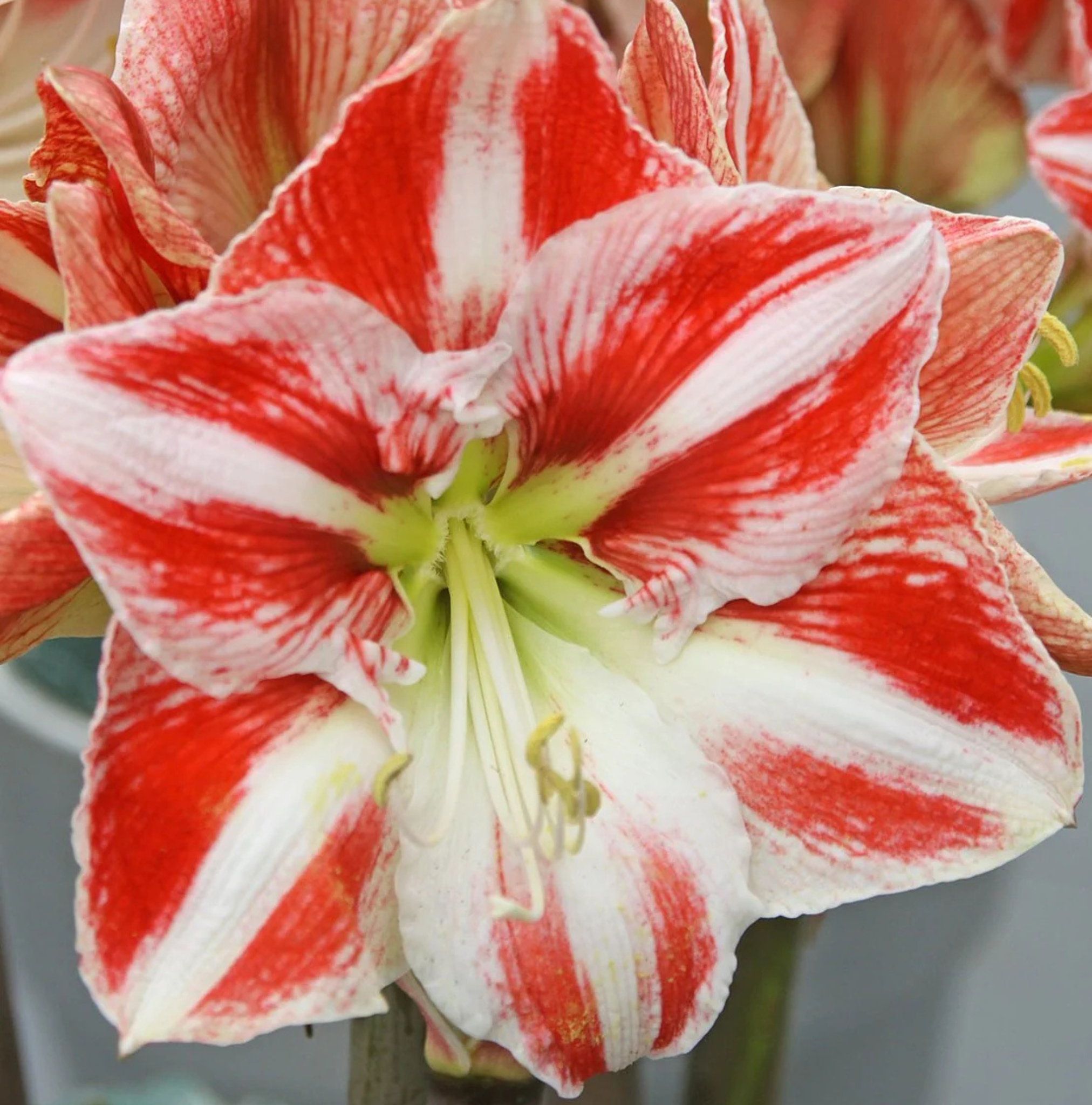 AMARYLLIS (Hippeastrum single) CLOWN