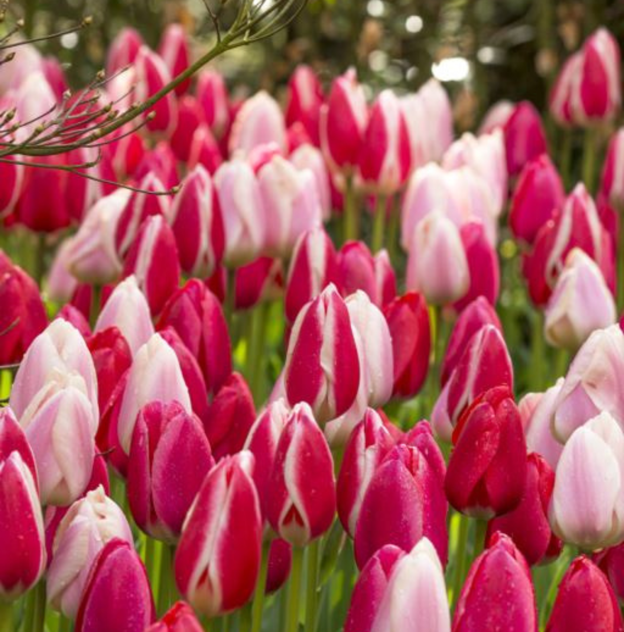 T.DELIGHT GEMENGD (15 bulbs)