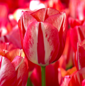 TULIPA TRIUMPH SPRYNG BREAK (15 bulbs)