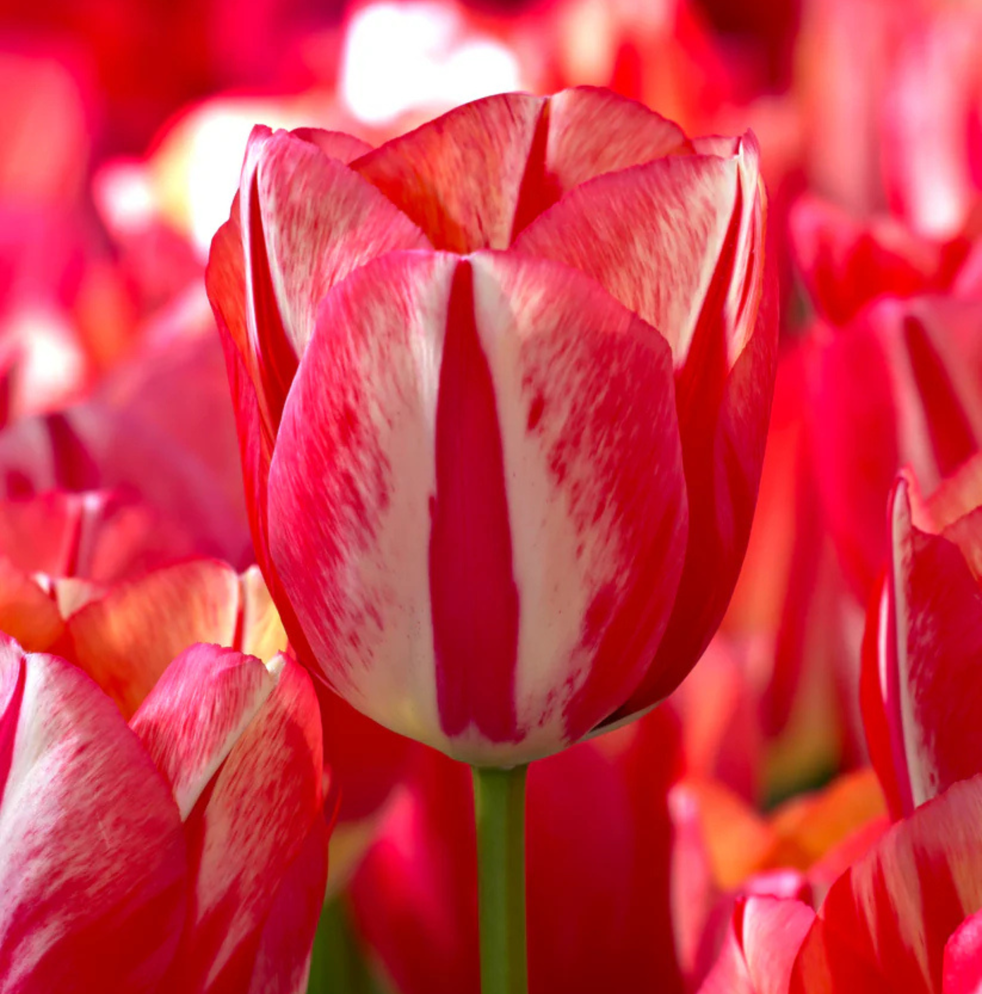 TULIPA TRIUMPH SPRYNG BREAK (15 bulbs)