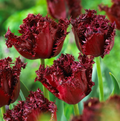 TULIPA FRINGED LABRADOR (15 bulbs)