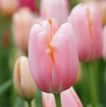 TULIPA SINGLE LATE MENTON (15 bulbs)