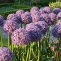 SPECIALTY BULB GLOBEMASTER (1 bulb)