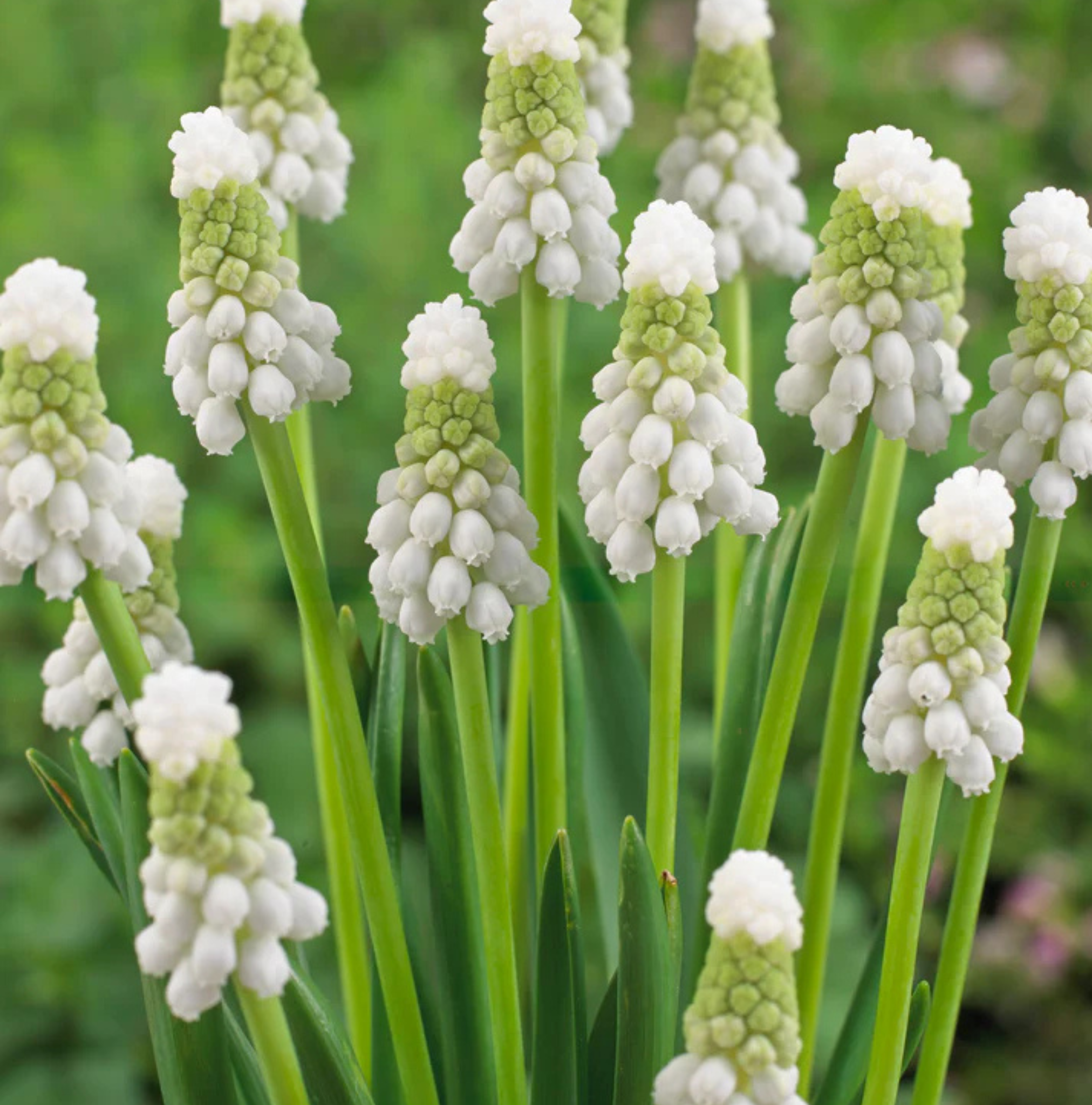 SPECIALTY BULB SIBERIAN TIGER (25 bulbs)