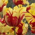 TULIPA PARROT TEXAS FLAME (15 bulbs)