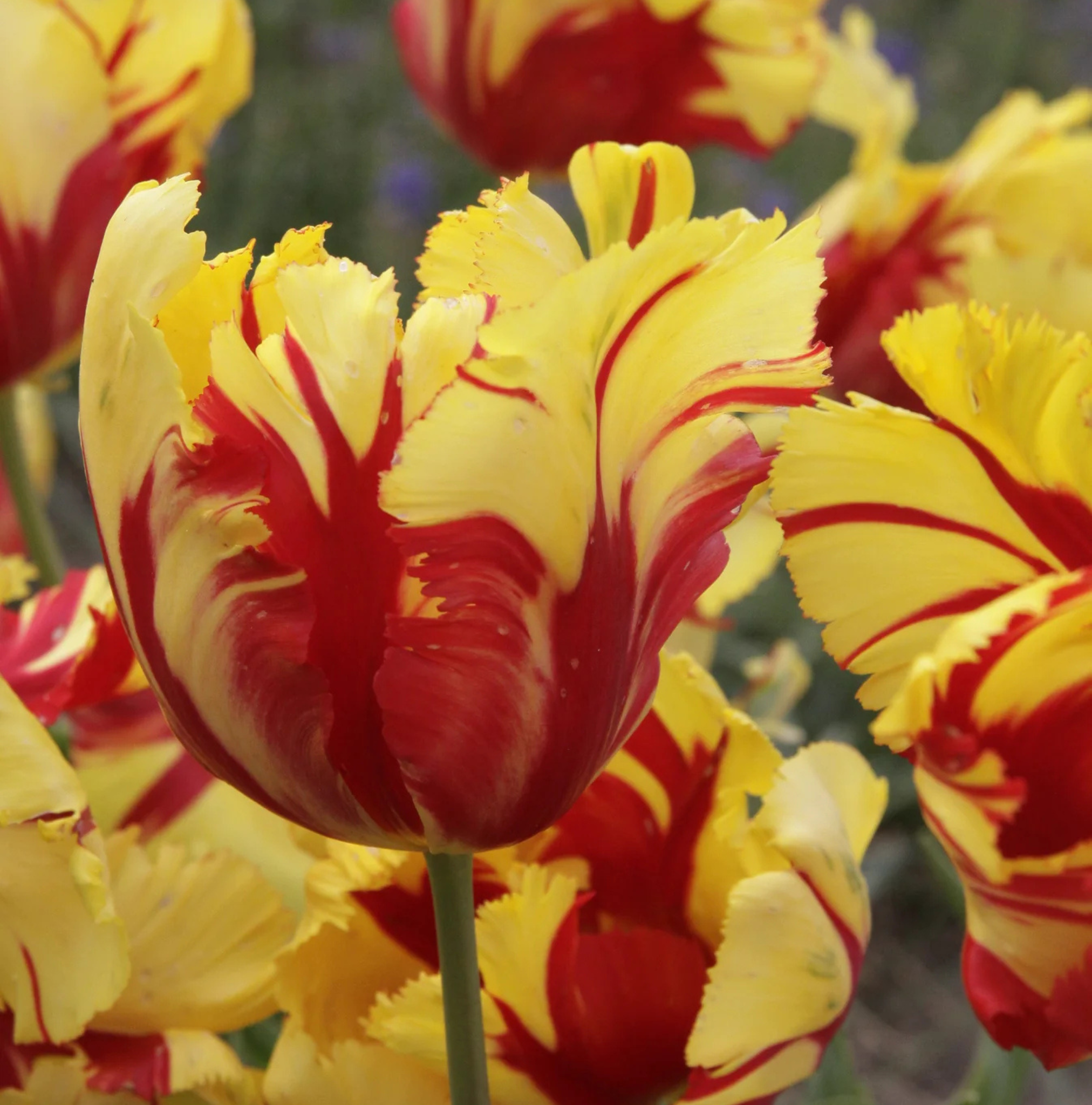 TULIPA PARROT TEXAS FLAME (15 bulbs)