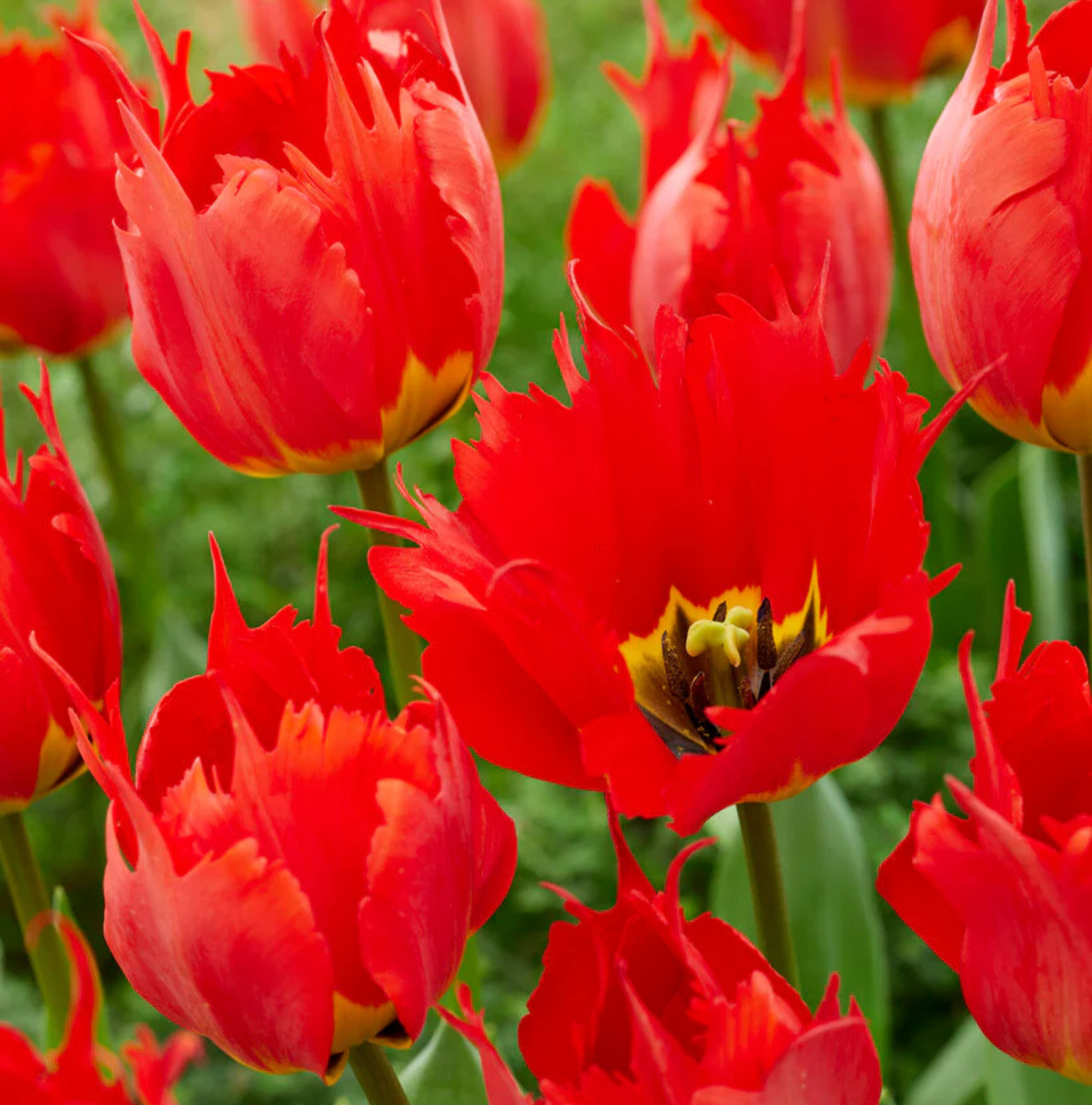 T.ROBBEDOES (15 bulbs)