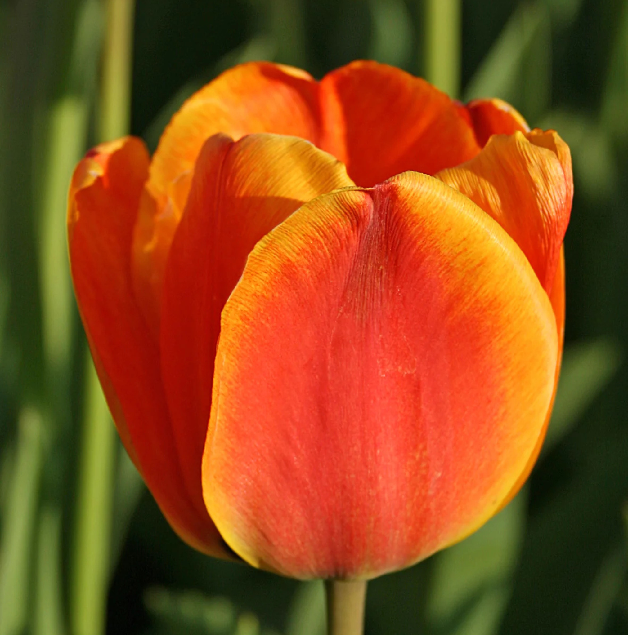 TULIPA DARWINHYBRID APELDOORN'S ELITE (15 bulbs)