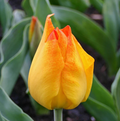 TULIPA SPECIES BATALINII BRIGHT GEM (15 bulbs)