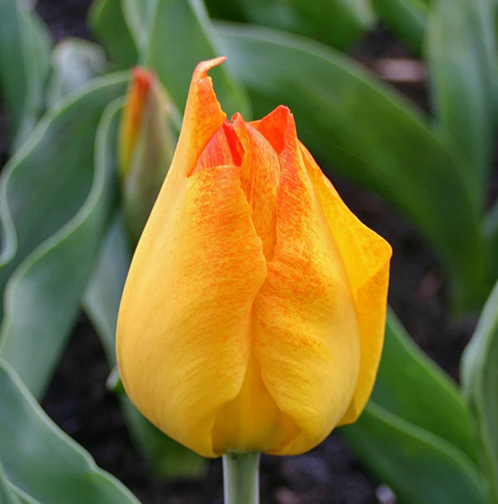 TULIPA SPECIES BATALINII BRIGHT GEM (15 bulbs)