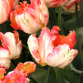 TULIPA PARROT AMAZING PARROT (15 bulbs)