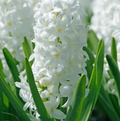 HYACINTHUS ORIENTALIS CARNEGIE (10 bulbs)