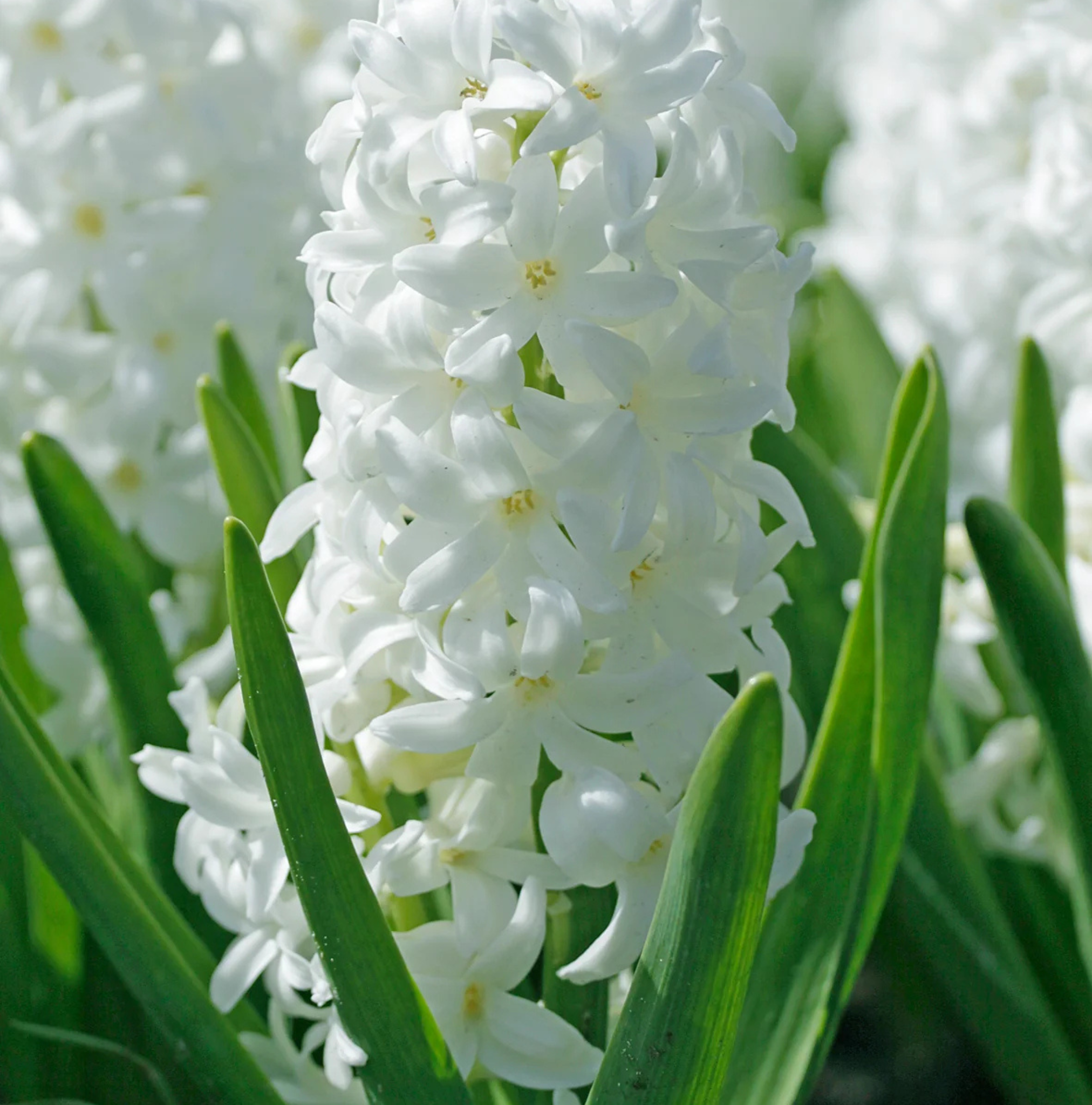 HYACINTHUS ORIENTALIS CARNEGIE (10 bulbs)