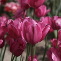 TULIPA TRIUMPH DON QUICHOTTE (15 bulbs)